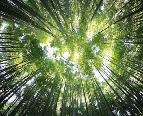 Forest of trees