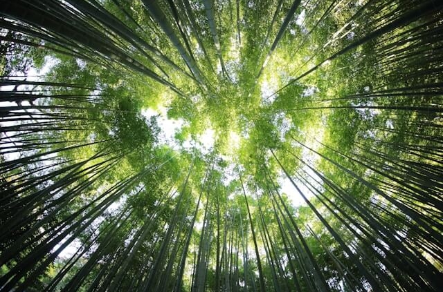 Forest of trees