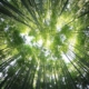 Forest of trees
